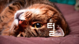 韓国語で「毛」とは?【털】毛の名前まとめ