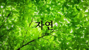 韓国語で「自然」とは?【자연】意味を勉強しよう!