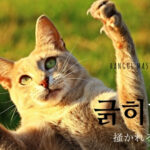 韓国語で「掻かれる」とは?【긁히다】意味を勉強しよう!