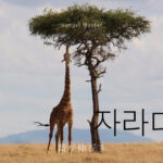 韓国語で「（背が）伸びる」とは？【자라다】活用する！