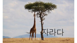 韓国語で「(背が)伸びる」とは?【자라다】活用する!