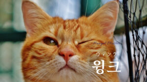 韓国語で「ウィンク」とは?【윙크】意味を勉強しよう!