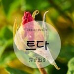 韓国語で「(芽が)出る」とは?【트다】意味を勉強しよう!