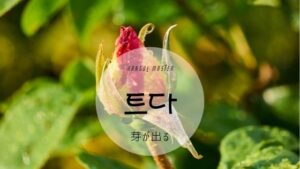 韓国語で「（芽が）出る」とは？【트다】意味を勉強しよう！