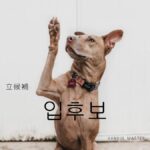 韓国語で「立候補」とは?【입후보】意味を勉強しよう!