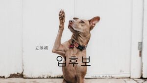 韓国語で「立候補」とは？【입후보】意味を勉強しよう！