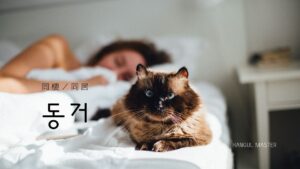 韓国語で「同棲／同居」とは？【동거】意味を勉強しよう！