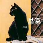 韓国語で「保護」とは？【보호】意味を勉強しよう！