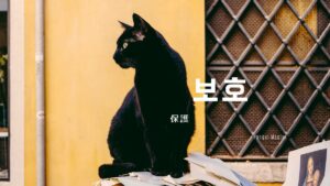 韓国語で「保護」とは？【보호】意味を勉強しよう！