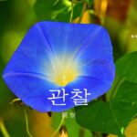 韓国語で「観察」とは?【관찰】意味を勉強しよう!