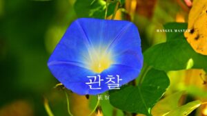 韓国語で「観察」とは？【관찰】意味を勉強しよう！