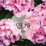 韓国語で「満開」とは?【만개】意味を勉強しよう!