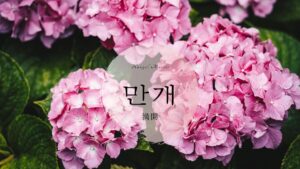 韓国語で「満開」とは？【만개】意味を勉強しよう！