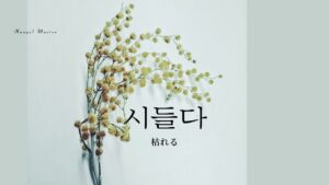 韓国語で「枯れる」とは?【시들다】意味を勉強しよう!