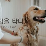 韓国語で「くすぐったがる」とは?【간지럼을 타다】意味を勉強しよう!