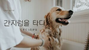 韓国語で「くすぐったがる」とは?【간지럼을 타다】意味を勉強しよう!