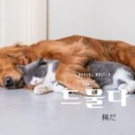 韓国語で「稀だ」とは?【드물다】意味を勉強しよう!