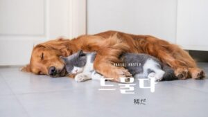 韓国語で「稀だ」とは?【드물다】意味を勉強しよう!