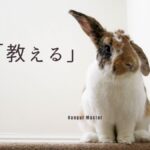 韓国語「教えて」は『カルチョジュセヨ』『アルリョジュセヨ』2パターン