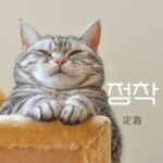 韓国語で「定着」とは?【정착】意味を勉強しよう!