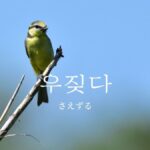 韓国語で「さえずる」とは?【우짖다】意味を勉強しよう!