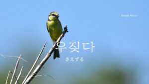 韓国語で「さえずる」とは？【우짖다】意味を勉強しよう！