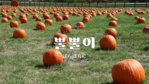 韓国語で「ばらばらに」とは？【뿔뿔이】意味を勉強しよう！