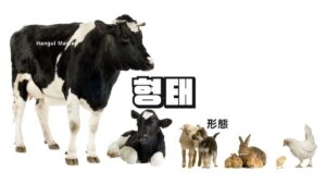 韓国語で「形態」とは？【형태】意味を勉強しよう！