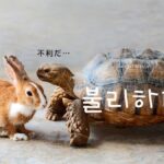 韓国語で「不利だ」とは?【불리하다】意味を勉強しよう!