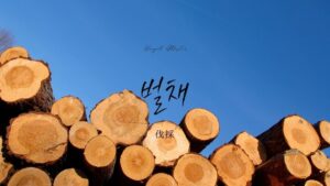 韓国語で「伐採」とは？【벌채】意味を勉強しよう！