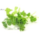 韓国語で「特有」とは?【특유】意味を勉強しよう!