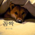 韓国語で「ぴくっと」とは?【꼼짝】意味を勉強しよう!