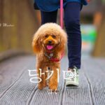 韓国語で「引く」とは?【당기다】意味を教えて!