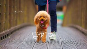 韓国語で「引く」とは?【당기다】意味を教えて!