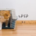 韓国語で「出る」とは？【나다】意味を教えて！