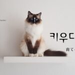 韓国語で「育てる」とは？【키우다】意味を勉強しよう！