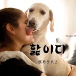 韓国語で「舐められる」とは?【핥이다】意味を勉強しよう!