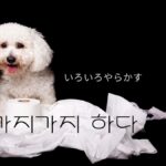 韓国語「いろいろやらかす」とは?'가지가지 하다'の意味