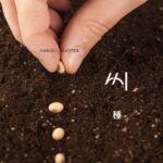 韓国語で「種/さね」とは？【씨】意味を勉強しよう！