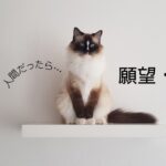 韓国語の願望・仮定「~だったら/かったら」-았/었으면